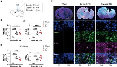 NLRP3 Inflammasome-Dependent Increases in High Mobility Group Box 1 Involved in the Cognitive Dysfunction Caused by Tau-Overexpression